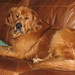 S&R 09 Gus dog